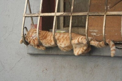 cat-sleeping1.jpg