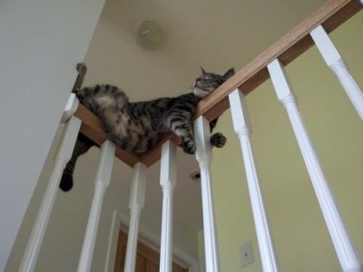 funny_cat_sleeping_on_stair_rail.jpg
